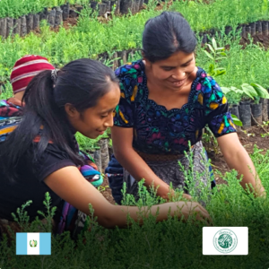 Trees in Guatemala