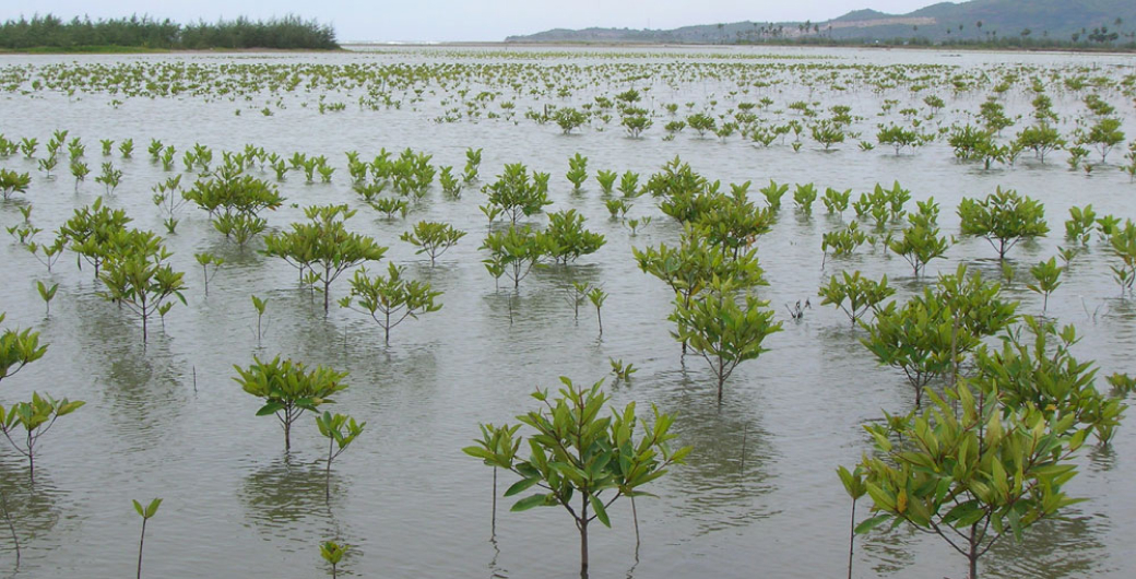 dialog-planting-trees